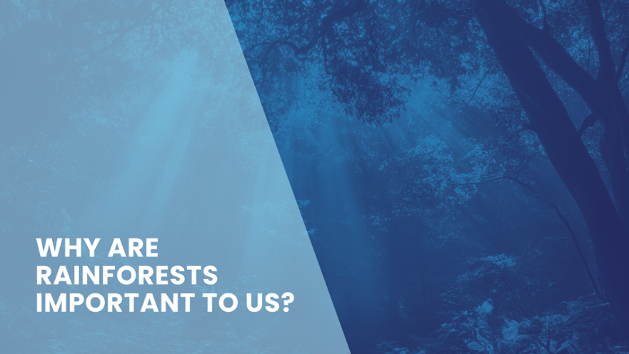 Blog Banner for Website Content-12.png